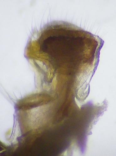 Craspedosoma raulinsii